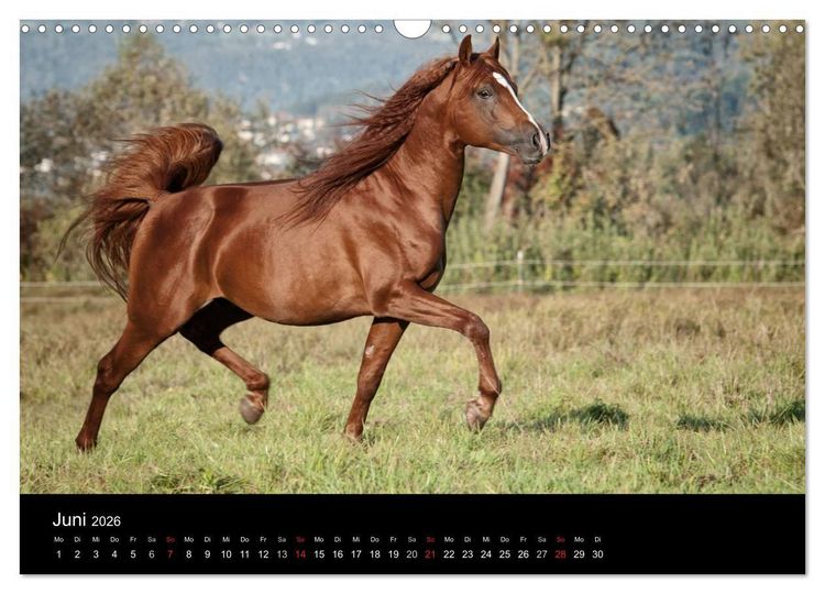 Produktbild: Pferdekalender (Wandkalender 2026 DIN A3 quer), CALVENDO Monatskalender