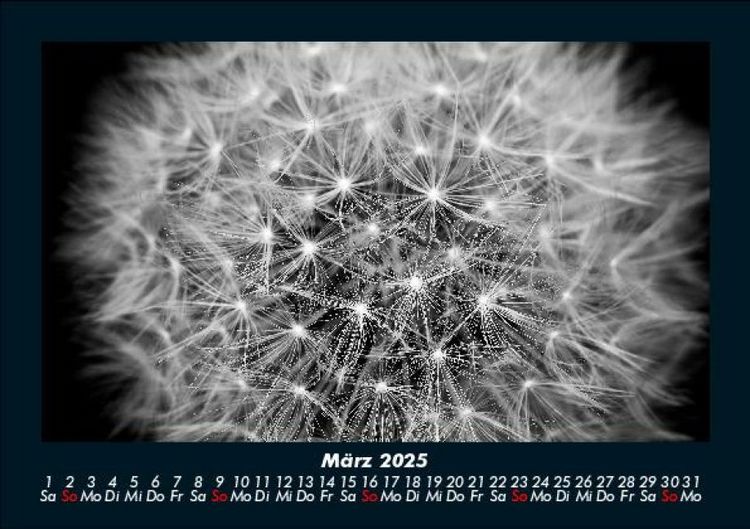 Produktbild: Blumentr&auml;ume 2025 Fotokalender DIN A5