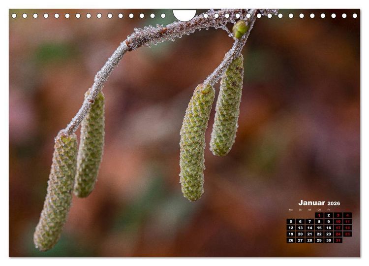 Produktbild: B&auml;ume im Detail (Wandkalender 2026 DIN A4 quer), CALVENDO Monatskalender