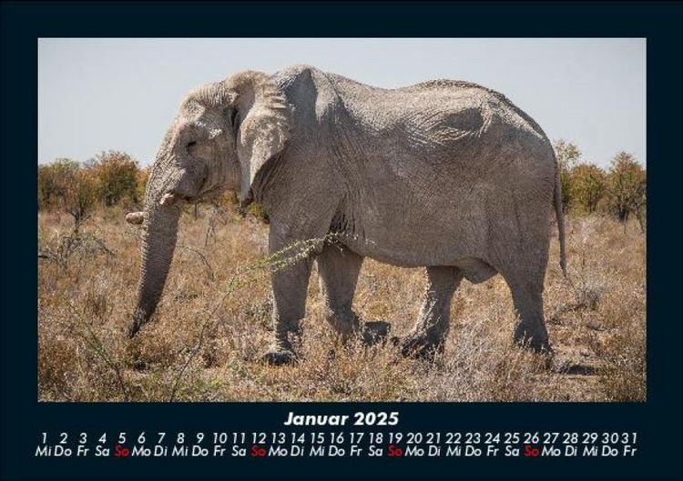 Produktbild: Der Elefantenkalender 2025 Fotokalender DIN A5