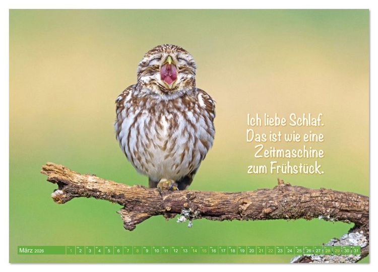 Produktbild: Die Eulen sind los: Edition lustige Tiere (Wandkalender 2026 DIN A2 quer), CALVENDO Monatskalender