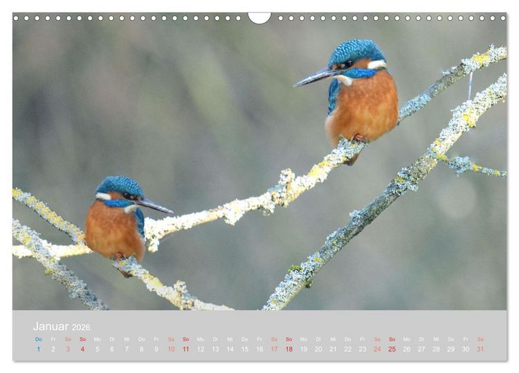 Produktbild: Der Eisvogel, ein Juwel der Natur (Wandkalender 2026 DIN A3 quer), CALVENDO Monatskalender
