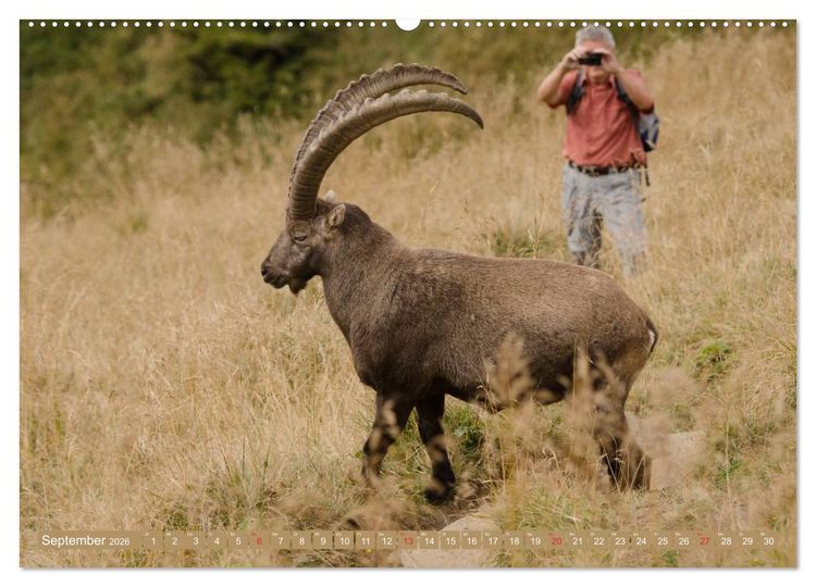 Produktbild: Steinwild am Pilatus (hochwertiger Premium Wandkalender 2026 DIN A2 quer), Kunstdruck in Hochglanz