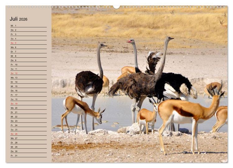 Produktbild: Vogel Strau&szlig;. Imposanter Riese und L&auml;ufer (hochwertiger Premium Wandkalender 2026 DIN A2 quer), Kunstdruck in Hochglanz