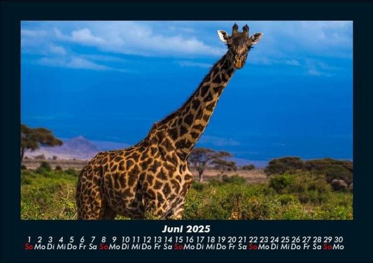 Produktbild: Giraffen 2025 Fotokalender DIN A5