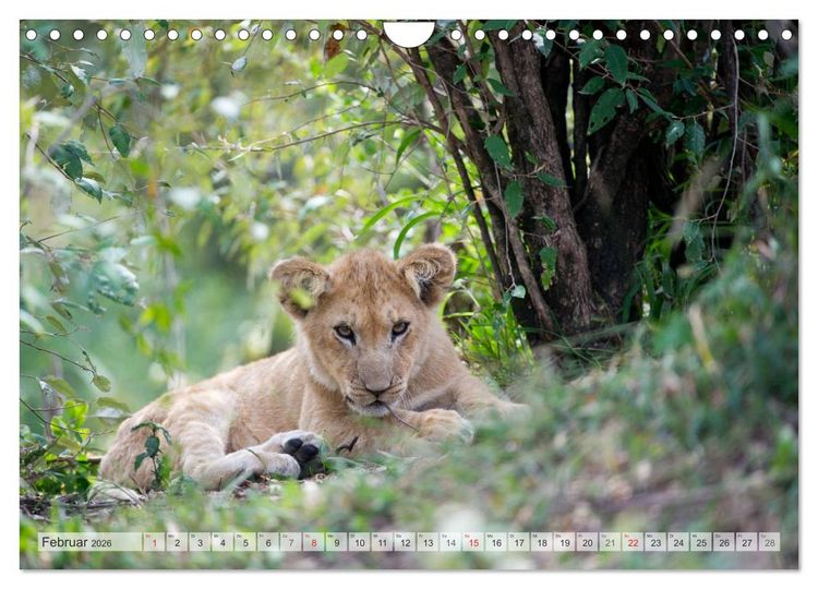 Produktbild: Emotionale Momente: Liebenswerte L&ouml;wenbabys / CH-Version (Wandkalender 2026 DIN A4 quer), CALVENDO Monatskalender