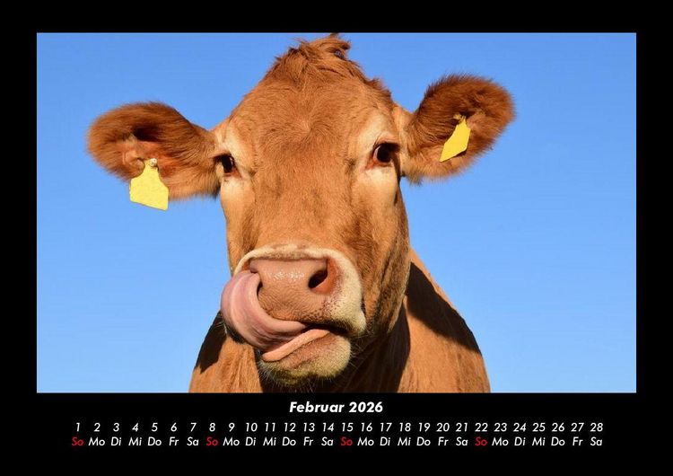 Produktbild: Kuhkalender 2026 Fotokalender DIN A3