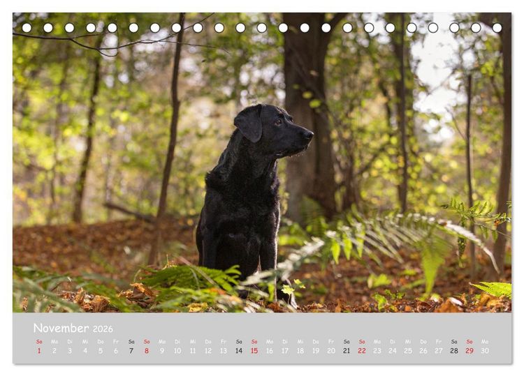 Produktbild: Liebenswerter Labrador 2026 (Tischkalender 2026 DIN A5 quer), CALVENDO Monatskalender