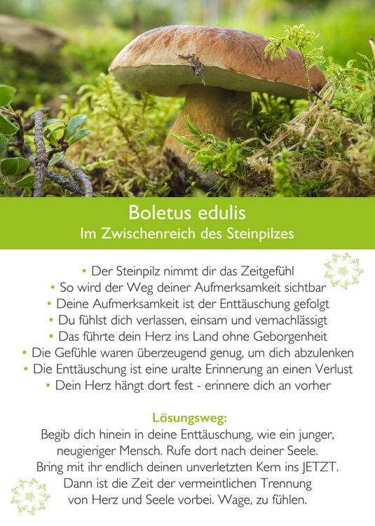 Produktbild: Ahnenmedizin und Seelenhom&ouml;opathie - Kartenset Mikrokosmos