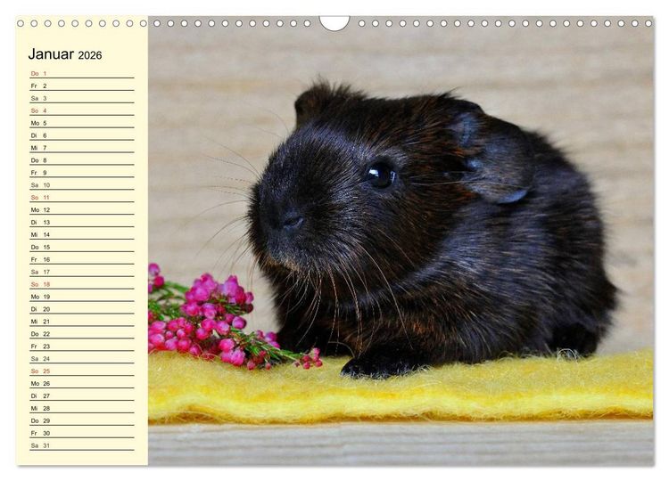 Produktbild: Meerschweinchen. Geliebte Nager (Wandkalender 2026 DIN A3 quer), CALVENDO Monatskalender