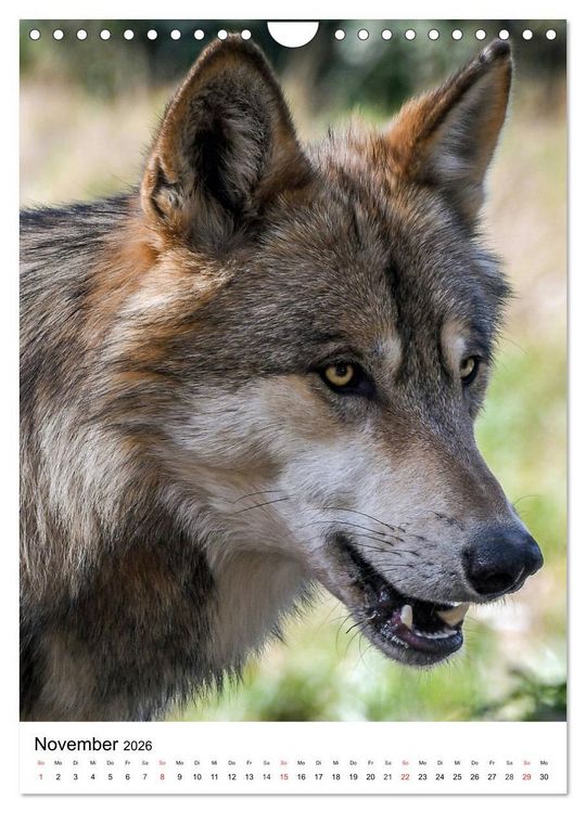 Produktbild: Wolf-Gesichter (Wandkalender 2026 DIN A4 hoch), CALVENDO Monatskalender