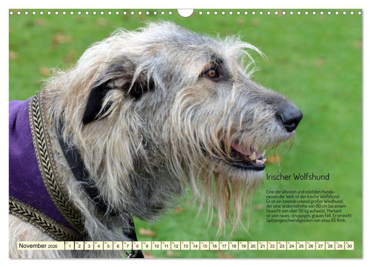 Produktbild: Windhunde im Portrait (Wandkalender 2026 DIN A3 quer), CALVENDO Monatskalender