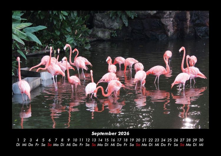 Produktbild: V&ouml;gel 2026 Fotokalender DIN A3