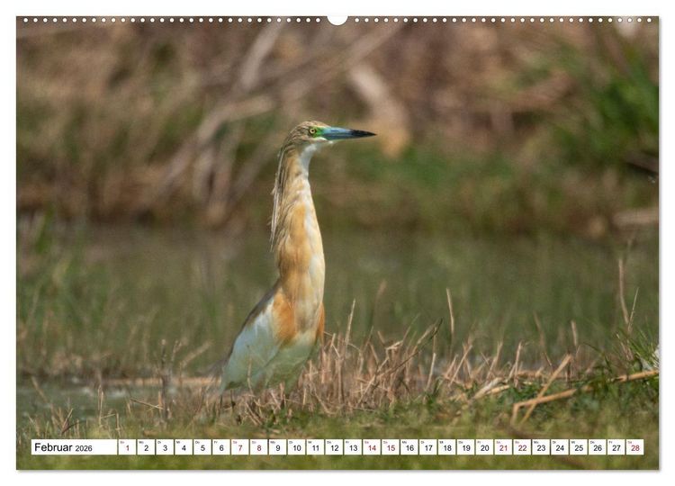 Produktbild: Vogelparadies Volvi-See (hochwertiger Premium Wandkalender 2026 DIN A2 quer), Kunstdruck in Hochglanz