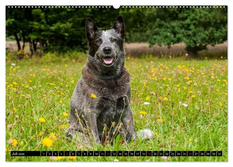 Produktbild: Power auf 4 Pfoten. Australian Cattle Dog (Wandkalender 2026 DIN A2 quer), CALVENDO Monatskalender