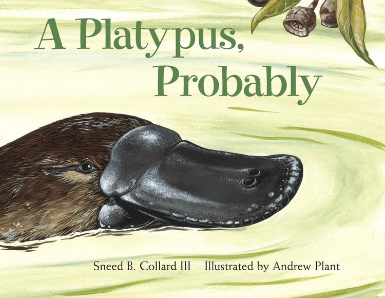 Produktbild: A Platypus, Probably