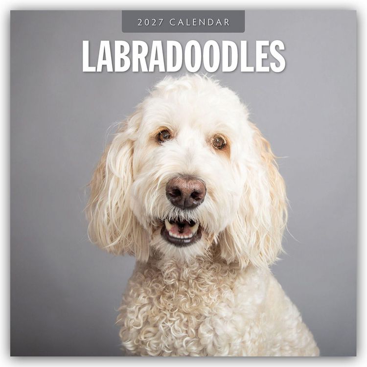Produktbild: Labradoodles &ndash; Labradoodle 2027 &ndash; 16-Monatskalender