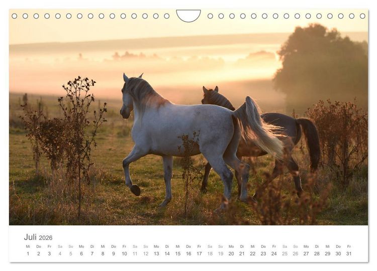 Produktbild: M&auml;rchenpferde (Wandkalender 2026 DIN A4 quer), CALVENDO Monatskalender