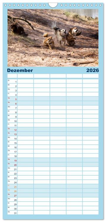 Produktbild: Familienplaner 2026 - Chihuahuas - kleine Herzensbrecher mit 5 Spalten (Wandkalender, 21 x 45 cm) CALVENDO