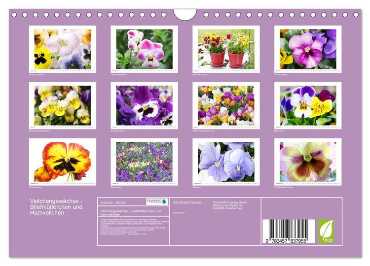 Produktbild: Veilchengew&auml;chse - Stiefm&uuml;tterchen und Hornveilchen (Wandkalender 2026 DIN A4 quer), CALVENDO Monatskalender