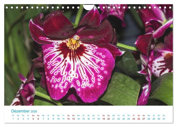 Produktbild: Die K&ouml;nigin der Blumenwelt, die Orchidee (Wandkalender 2026 DIN A4 quer), CALVENDO Monatskalender