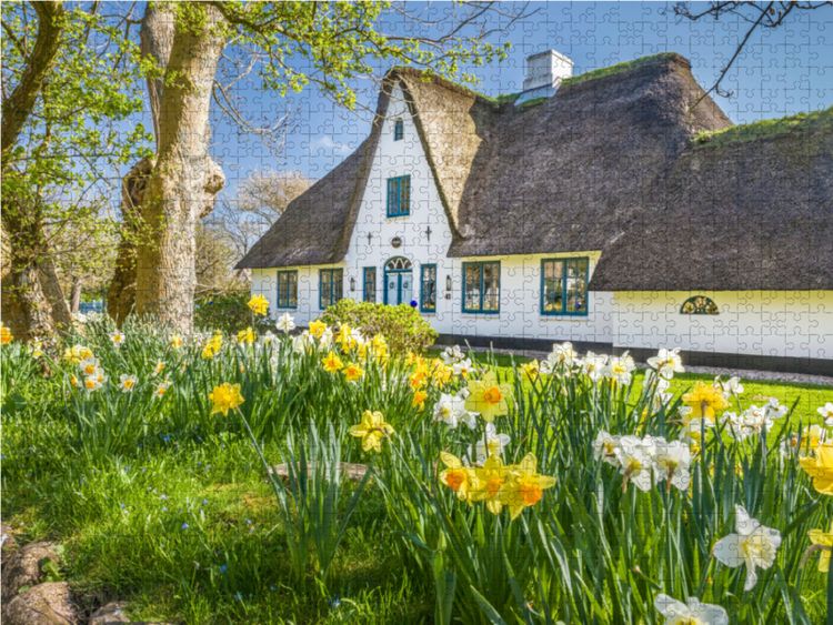 Produktbild: CALVENDO Puzzle Historisches Reetdachhaus mit Osterglocken auf Sylt | 1000 Teile Lege-Gr&ouml;&szlig;e 64x48cm Foto-Puzzle f&uuml;r gl&uuml;ckliche Stunden