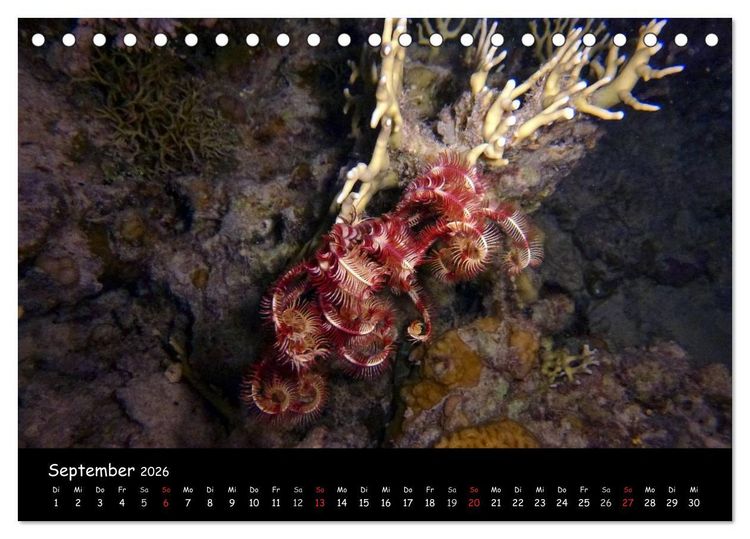 Produktbild: Rotes Meer - Unterwasserimpressionen (Tischkalender 2026 DIN A5 quer), CALVENDO Monatskalender