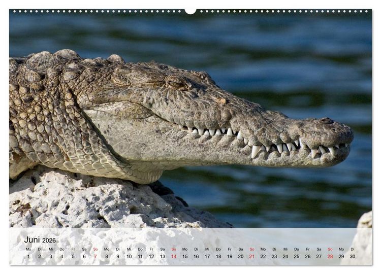 Produktbild: Gro&szlig;e Echsen. Krokodile und Alligatoren (hochwertiger Premium Wandkalender 2026 DIN A2 quer), Kunstdruck in Hochglanz