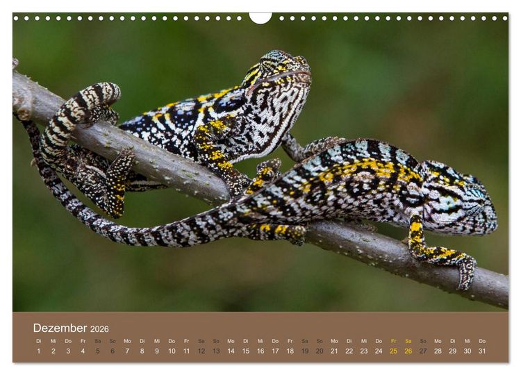 Produktbild: Madagaskars wundersame Tierwelt (Wandkalender 2026 DIN A3 quer), CALVENDO Monatskalender