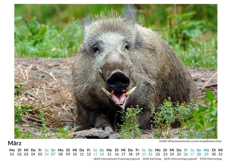 Produktbild: Jagd auf Wildschweine