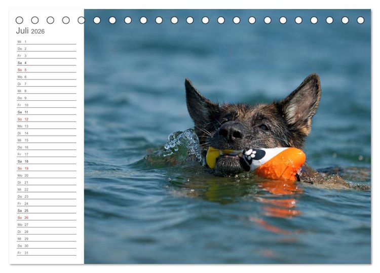 Produktbild: Deutsche Sch&auml;ferhunde Seelentr&ouml;ster (Tischkalender 2026 DIN A5 quer), CALVENDO Monatskalender