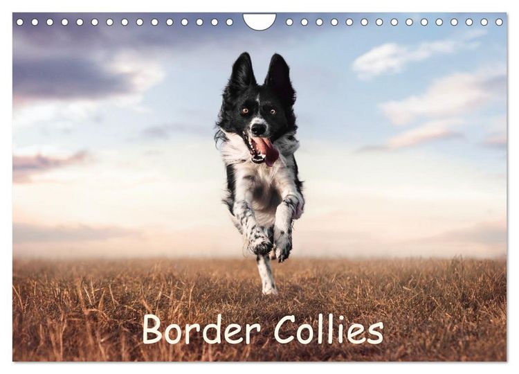 Produktbild: Border Collie Kalender &ndash; Ausdrucksstarke Close-up-Portraits durch die Jahreszeiten (Wandkalender 2027 DIN A4 quer), CALVENDO Monatskalender
