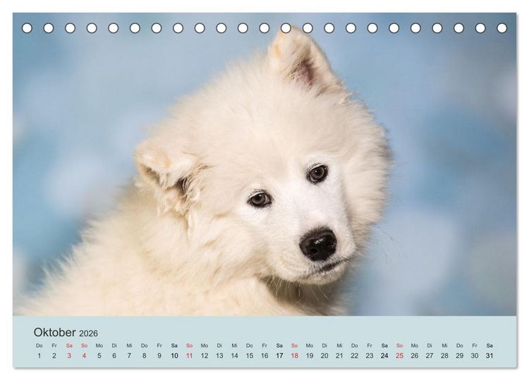 Produktbild: Samojeden - Liebenswerte Fellkugeln (Tischkalender 2026 DIN A5 quer), CALVENDO Monatskalender