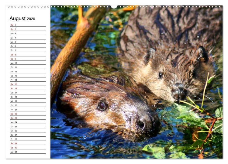 Produktbild: Das Familienleben der Biber (hochwertiger Premium Wandkalender 2026 DIN A2 quer), Kunstdruck in Hochglanz