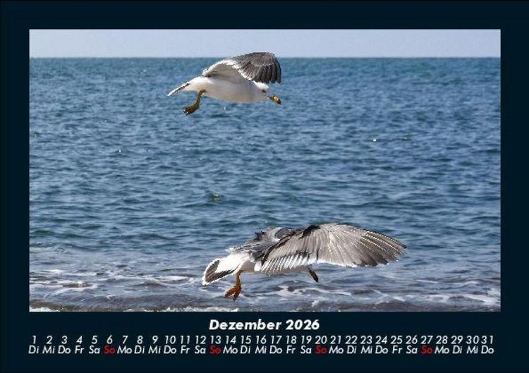 Produktbild: M&ouml;wen 2026 Fotokalender DIN A5