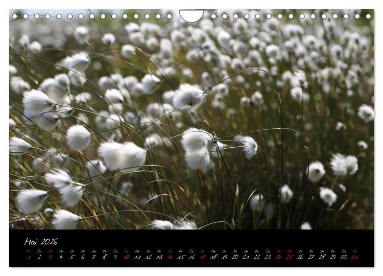 Produktbild: Im Goldenstedter Moor (Wandkalender 2026 DIN A4 quer), CALVENDO Monatskalender