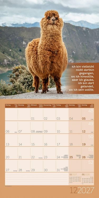 Produktbild: No Drama, Lama Kalender 2027 - 30x30 - Art12