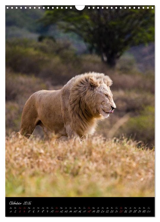 Produktbild: S&uuml;dafrika - Sehenswerte Panorama Route (Wandkalender 2026 DIN A3 hoch), CALVENDO Monatskalender
