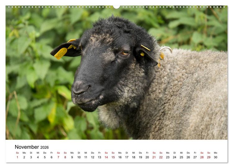 Produktbild: Alte Nutztierrassen 2026 (Wandkalender 2026 DIN A2 quer), CALVENDO Monatskalender