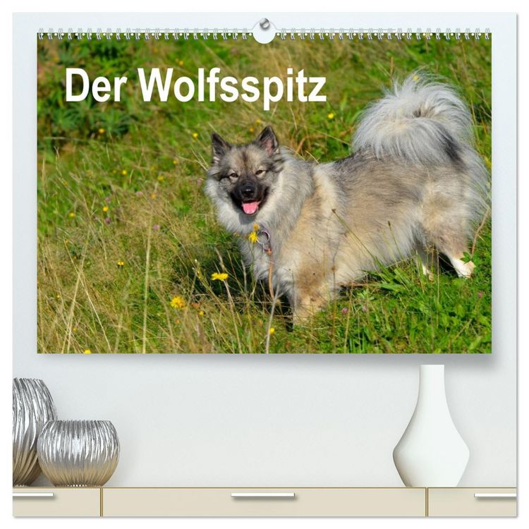 Produktbild: Der Wolfsspitz (hochwertiger Premium Wandkalender 2026 DIN A2 quer), Kunstdruck in Hochglanz