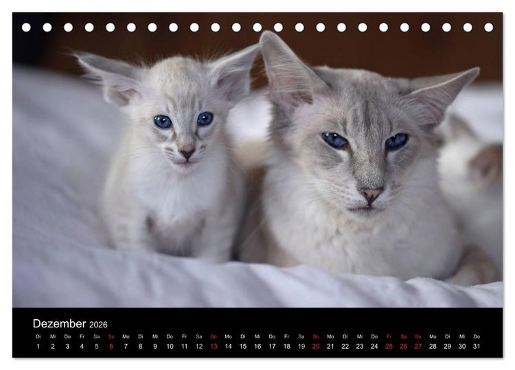 Produktbild: Orientalische Katzen (Tischkalender 2026 DIN A5 quer), CALVENDO Monatskalender