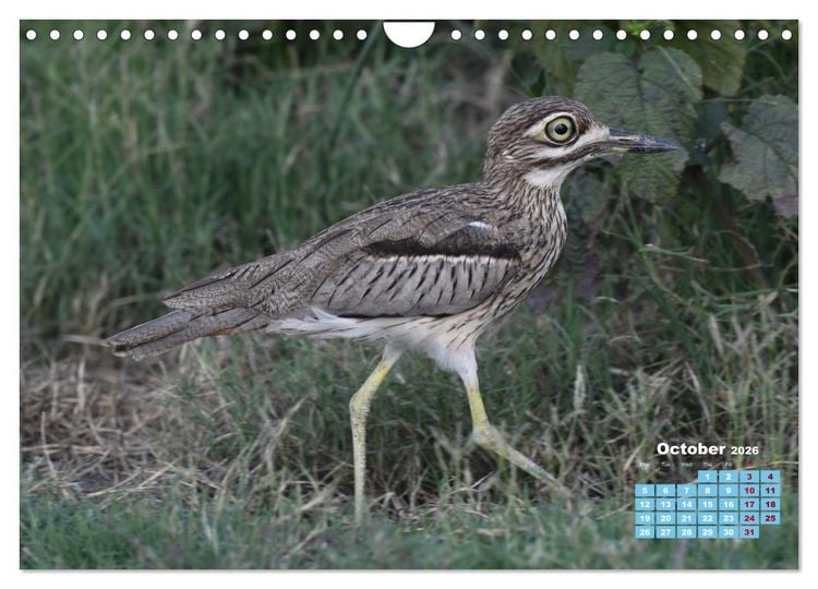 Produktbild: Birds of the Southern African Wild (Wall Calendar 2026 DIN A4 landscape), CALVENDO 12 Month Wall Calendar