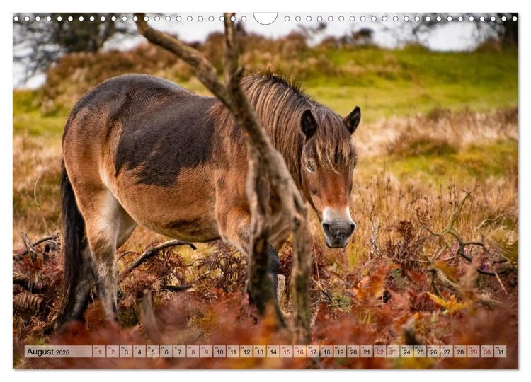 Produktbild: Wildperde - die Magie der Natur (Wandkalender 2026 DIN A3 quer), CALVENDO Monatskalender