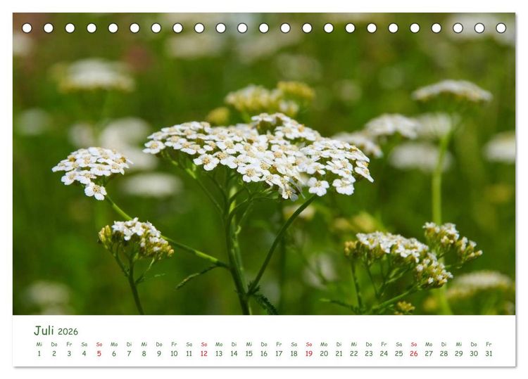 Produktbild: Arzneipflanzen (Tischkalender 2026 DIN A5 quer), CALVENDO Monatskalender