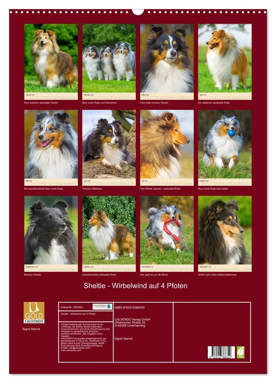 Produktbild: Sheltie - Wirbelwind auf 4 Pfoten (Wandkalender 2026 DIN A2 hoch), CALVENDO Monatskalender