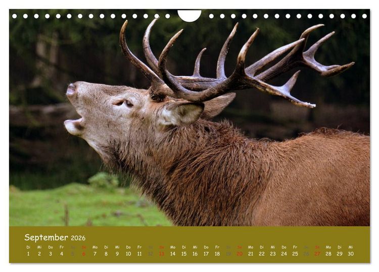 Produktbild: Begegnungen. DER HIRSCH (Wandkalender 2026 DIN A4 quer), CALVENDO Monatskalender