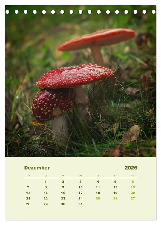 Produktbild: Wundersame Welt der Pilze (Tischkalender 2026 DIN A5 hoch), CALVENDO Monatskalender