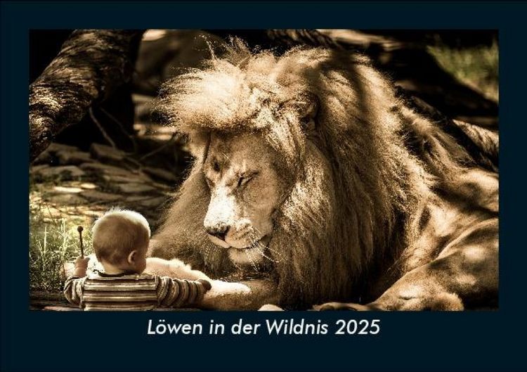 Produktbild: L&ouml;wen in der Wildnis 2025 Fotokalender DIN A5