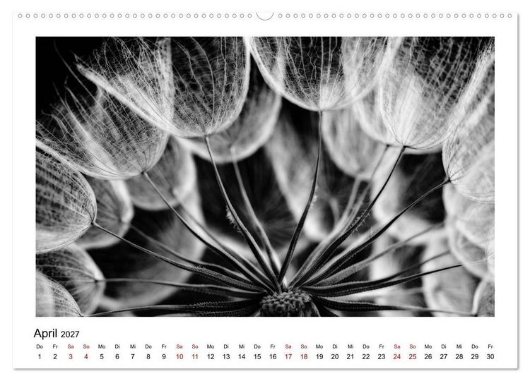 Produktbild: Die grafische Sch&ouml;nheit der Pflanzen &ndash; Schwarz-Wei&szlig; (hochwertiger Premium Wandkalender 2027 DIN A2 quer), Kunstdruck in Hochglanz