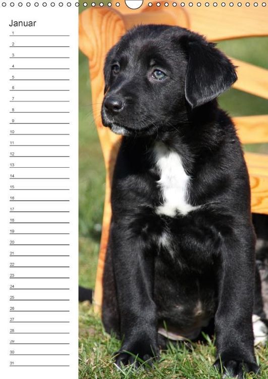 Produktbild: Der Aussie - Geburtstagskalender (Wandkalender immerw&auml;hrend DIN A3 hoch)